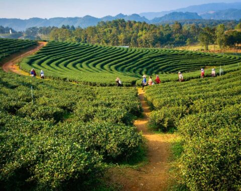 Assamese-featured-image