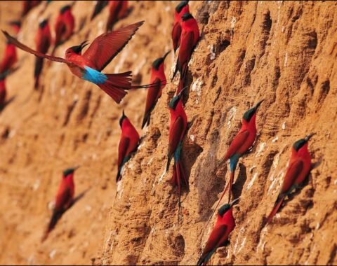 Chibemba-featured-image