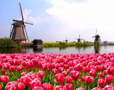 Frisian-featured-image