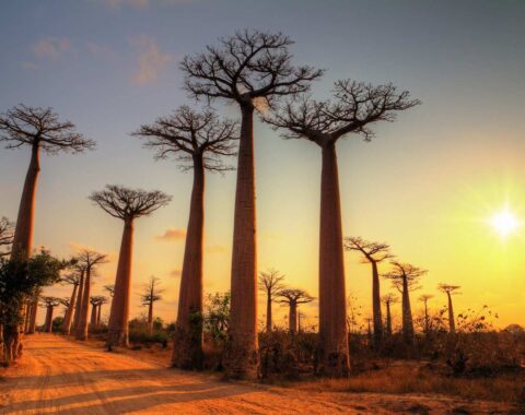 Malagasy-featured-image
