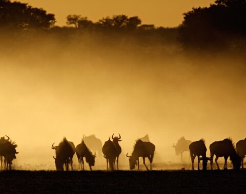 Sesotho-southern-featured-image