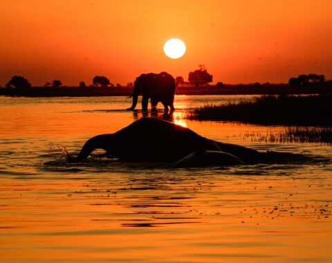 Tswana-featured-image
