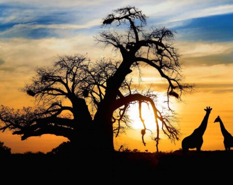 Zulu-featured-image