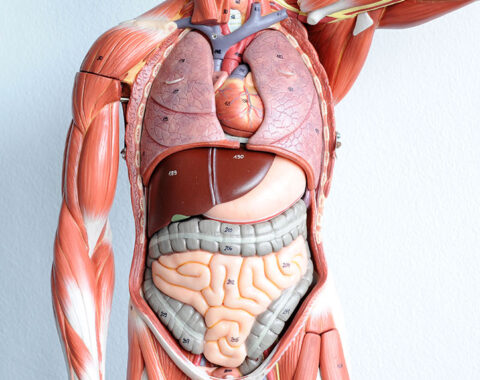 human-anatomy-and-physiology-courses